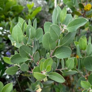 Sonoma Hoary Manzanita