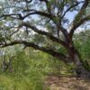 Southern Live Oak