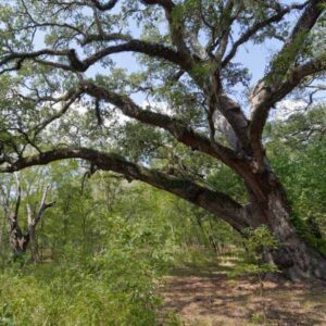 Southern Live Oak