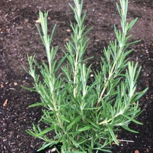 Spice Island Rosemary