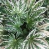 Spider's Web Variegated Fatsia