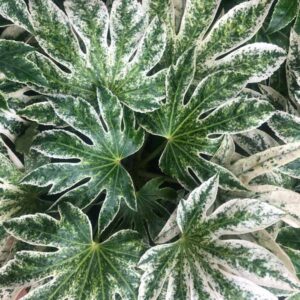 Spider's Web Variegated Fatsia