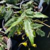 Spine Tingler Epimedium