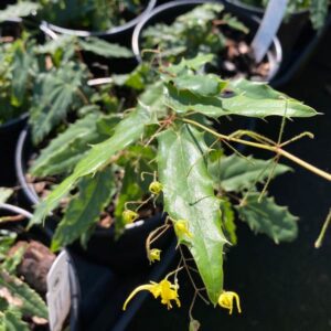 Spine Tingler Epimedium