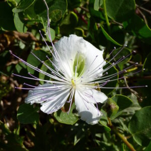 Spineless Caper