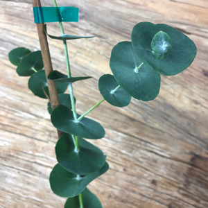 Spinning Wheel Gum Eucalyptus