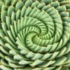 Spiral Aloe