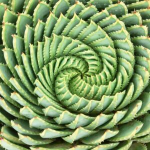 Spiral Aloe