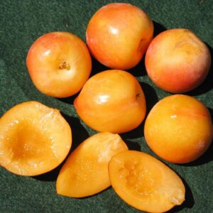 Splash Pluot