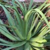 Squid Agave