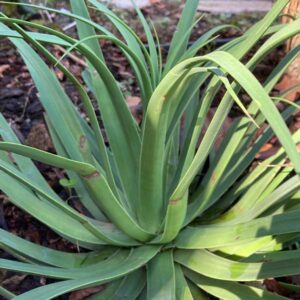 Squid Agave