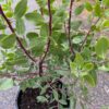 St. Helena Manzanita