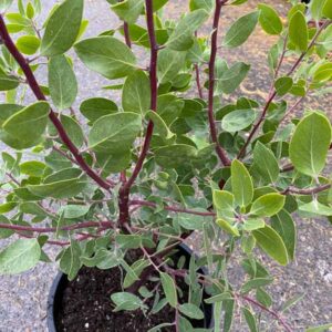 St. Helena Manzanita