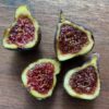 St. Rita Fig
