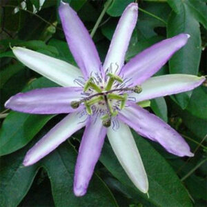 Star of Bristol Passionflower