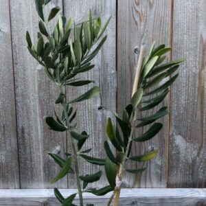 Star of Crimea Olive