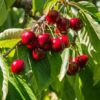 Stella Cherry