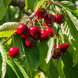 Stella Cherry