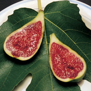Stella™ Fig