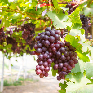 Suffolk Seedless Table Grape