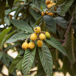 Sugar Crisp Loquat
