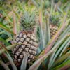 Sugarloaf Pineapple