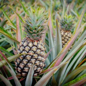 Sugarloaf Pineapple