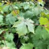 Summer Royal Seedless Table Grape