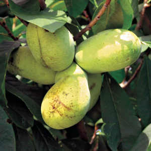 Sunflower Pawpaw