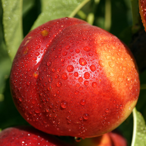Sunglo Nectarine