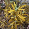 Sunningdale Gold Turkish Sage