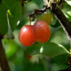 Sunrise™ Cornelian Cherry Tree