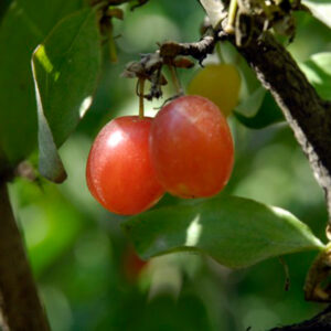 Sunrise™ Cornelian Cherry Tree