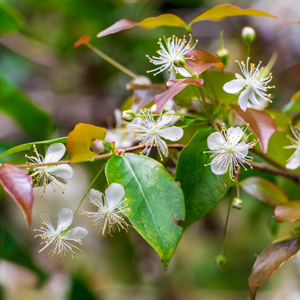 Alternative view of Surinam Cherry Tree