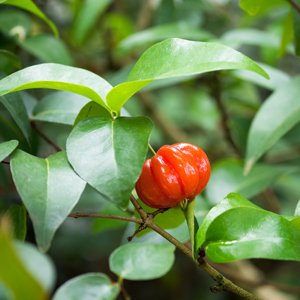 Surinam Cherry Tree