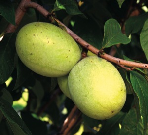 Susquehanna™ Pawpaw