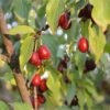 Svitlana™ Cornelian Cherry Tree