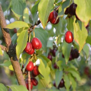Svitlana™ Cornelian Cherry Tree
