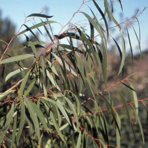 Swamp Peppermint Eucalyptus