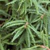 Sweet Fern