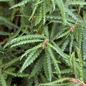 Sweet Fern