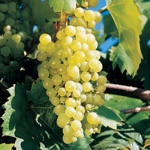 Sweet Seduction Table Grape