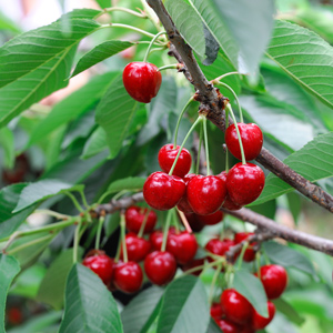 Sweetheart Cherry Tree