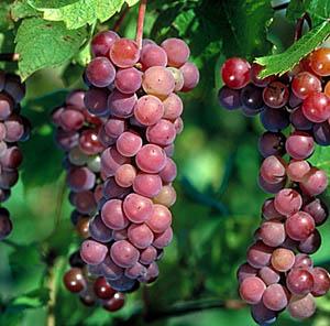 Swenson Red Table Grape