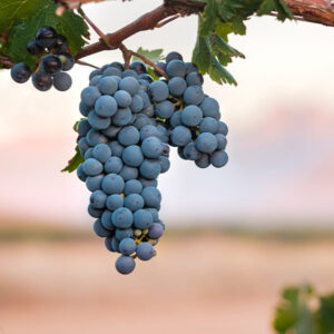 Syrah Wine Grape
