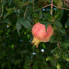 Syunt Pomegranate