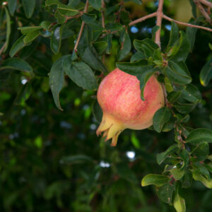 Syunt Pomegranate