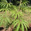 Taiwanese Schefflera