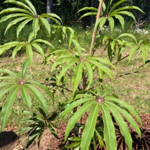 Taiwanese Schefflera