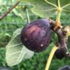 Takoma Violet Fig